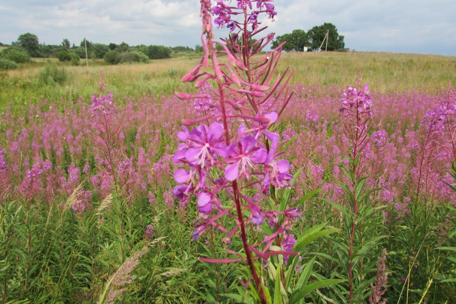Иван чай растение