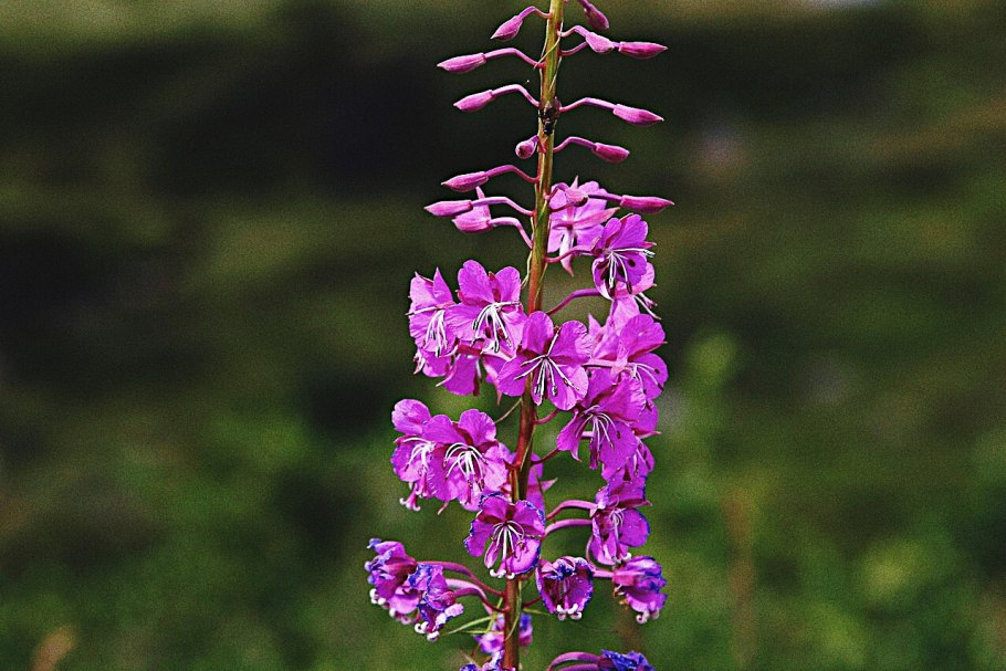 Растение кипрей узколистный