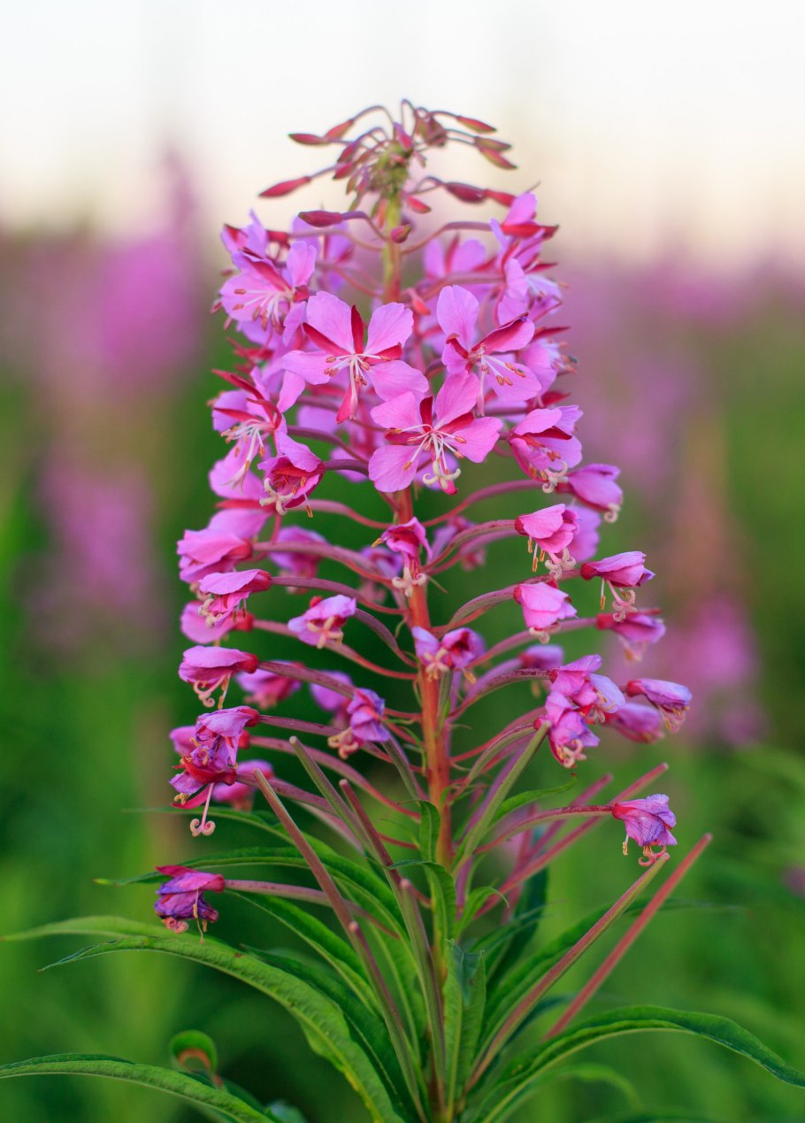 Иван-чай (кипрей)