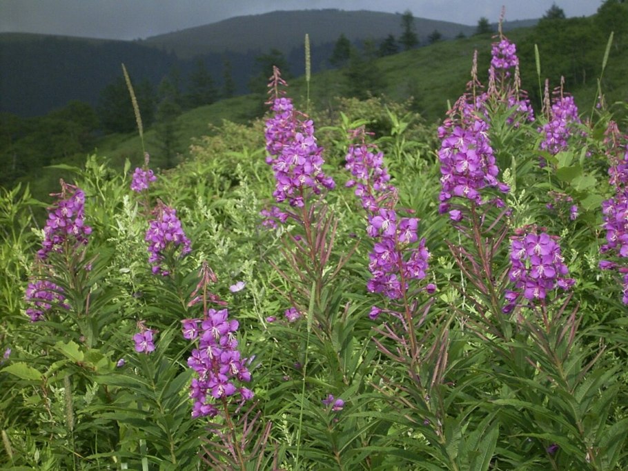 Кипрей узколистный