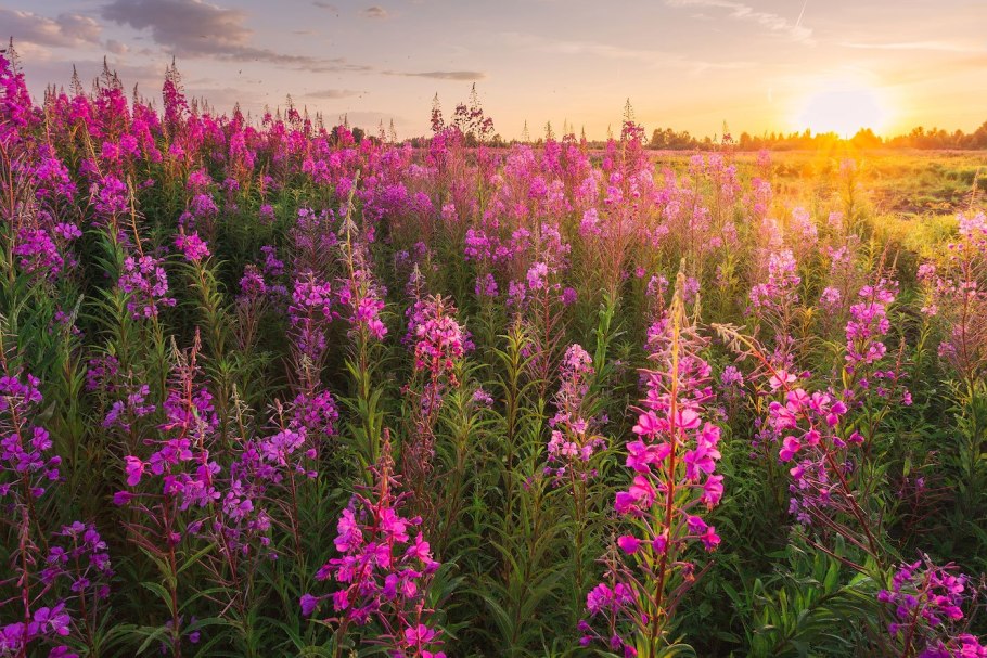 Кипрей Иван чай фото