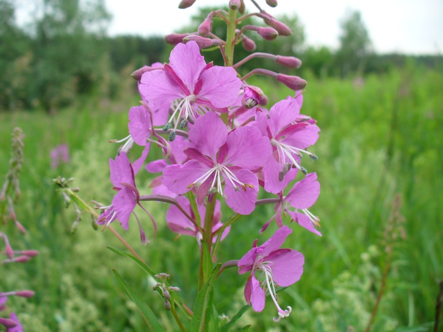 Иван-чай узколистный