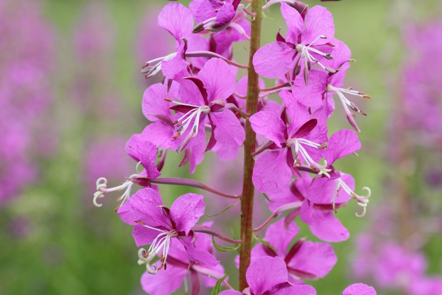 Иван-чай узколистный