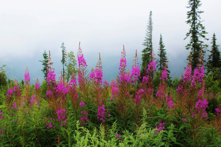 Иван-чай целебные растения