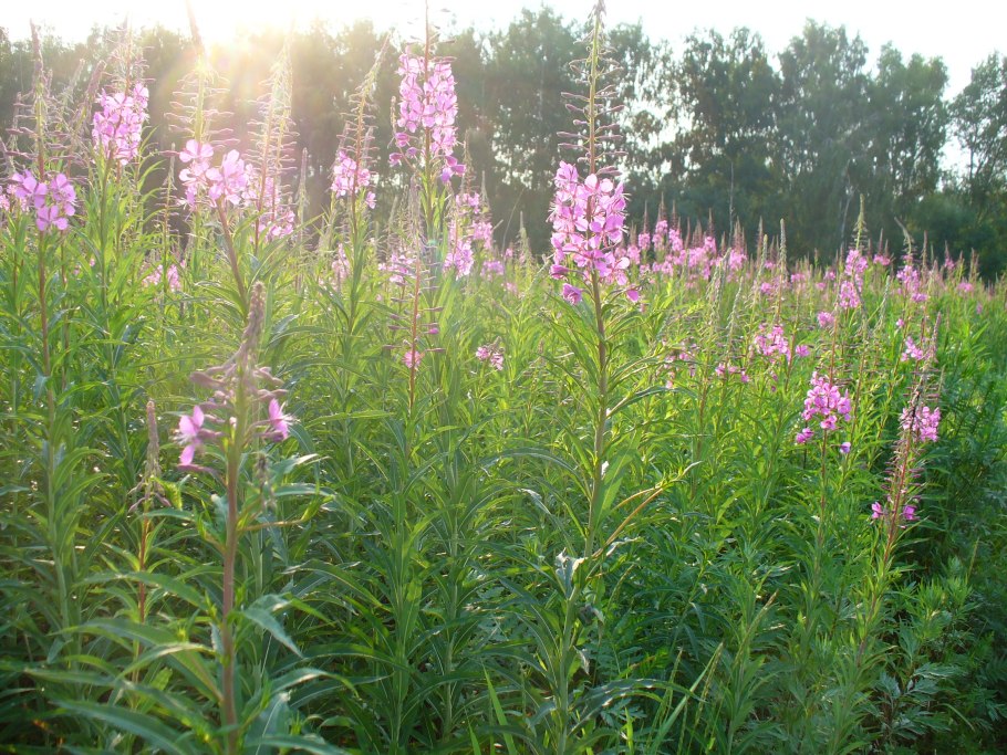 Кипрей лекарственный