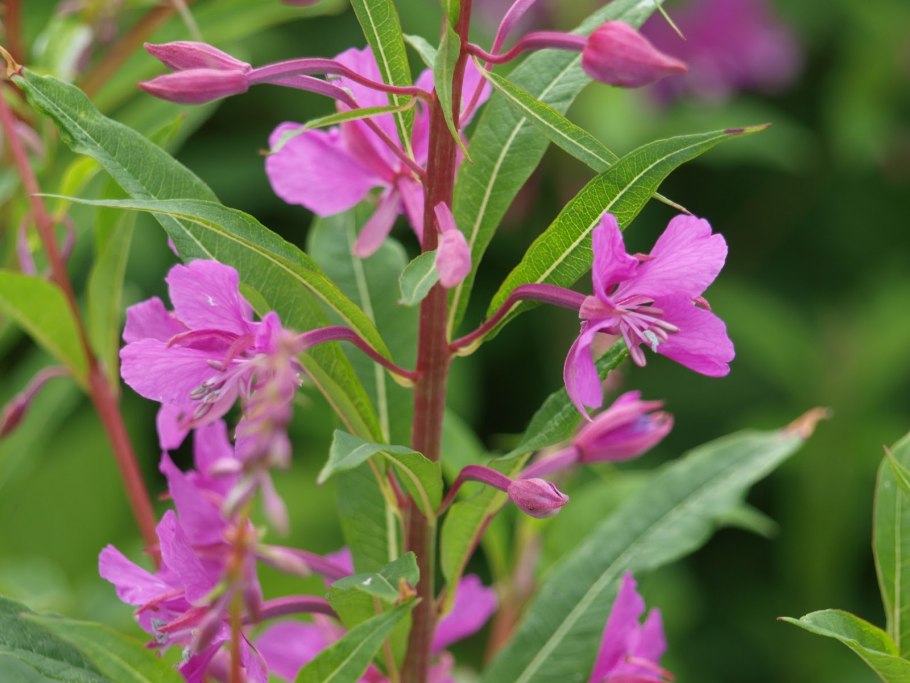 Семейство Кипрейные