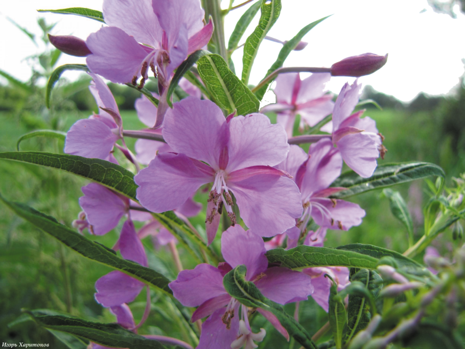 Иван чай узколистный