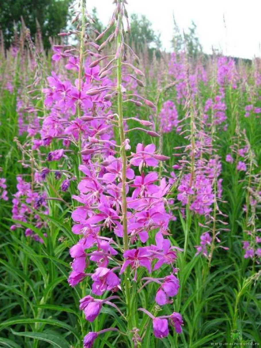 Кипрей иван чай