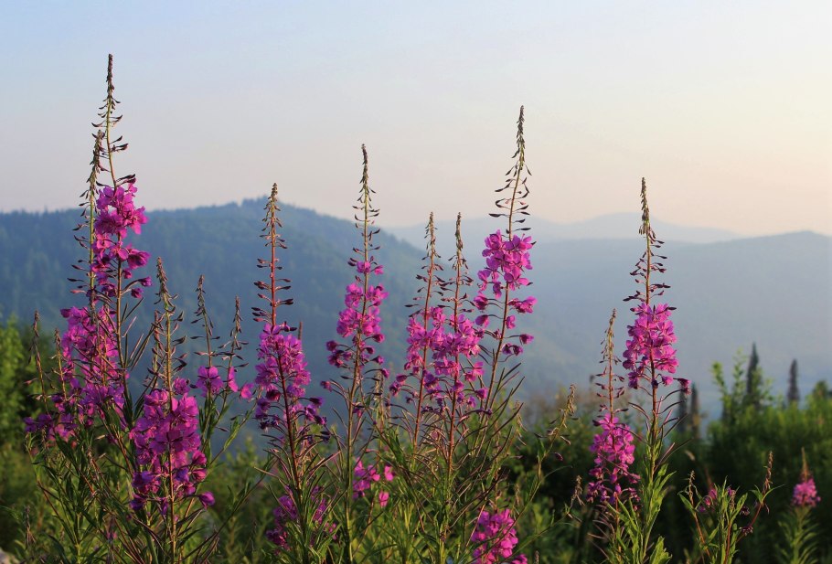 Кипрей узколистный иван чай