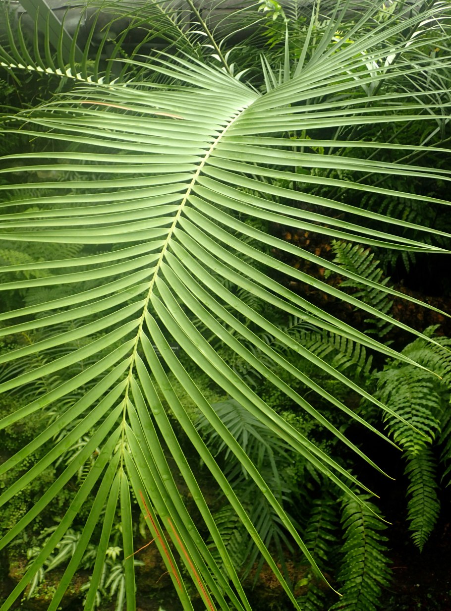 Ceratozamia mexicana Brongn.