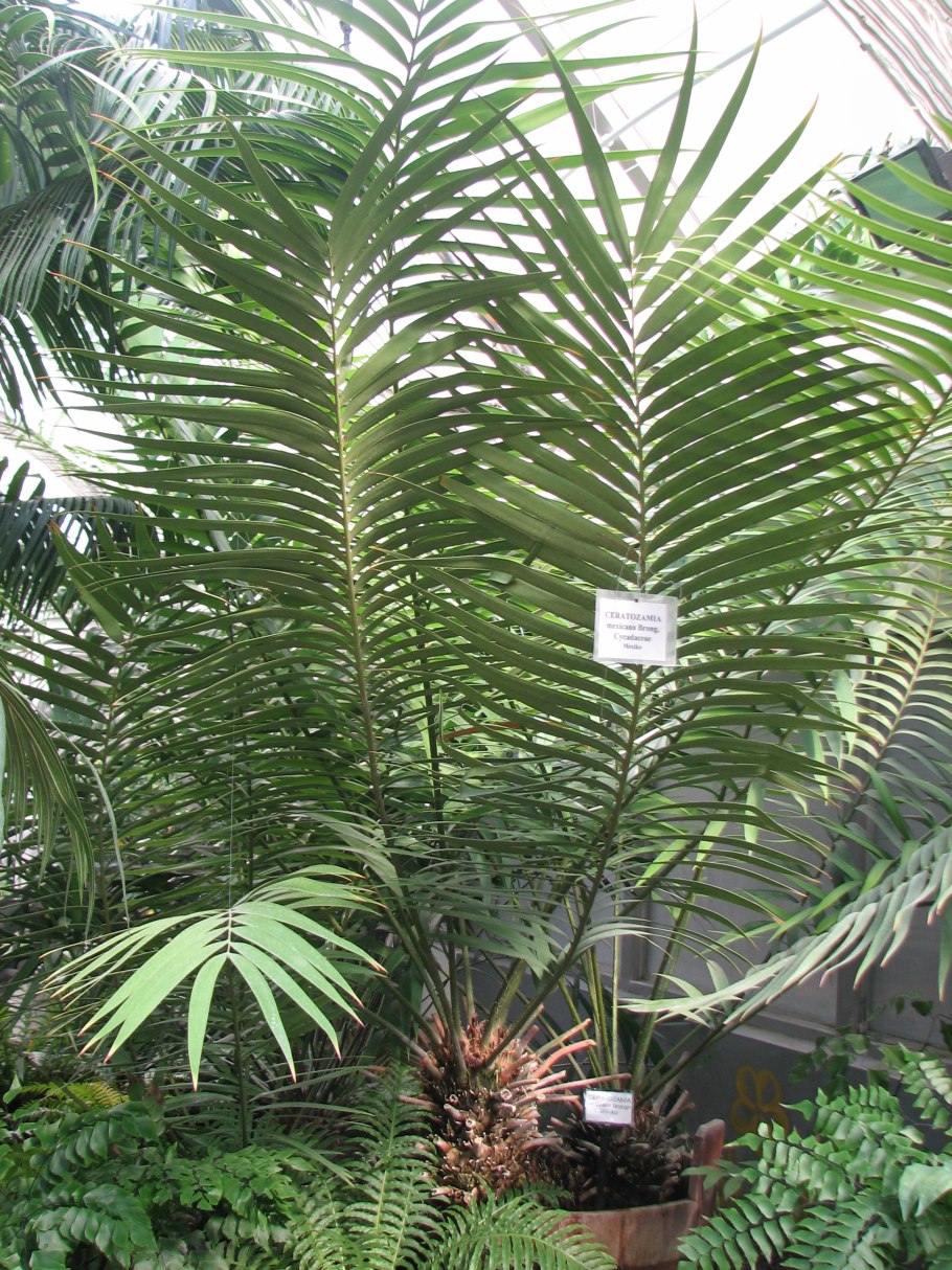 Цератозамия Мексиканская стробилы