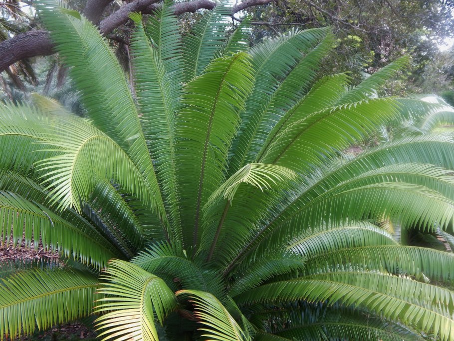 Цератозамия Мексиканская