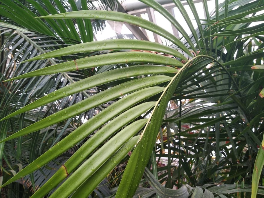 Цератозамия Мексиканская