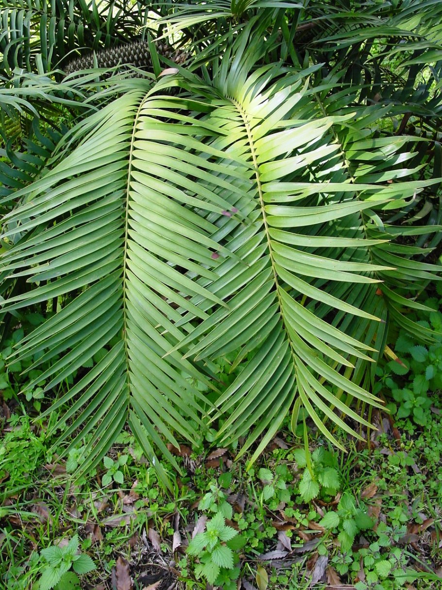 Ceratozamia miqueliana