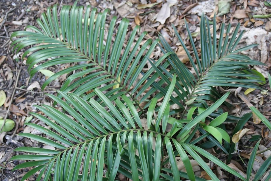 Ceratozamia hildae