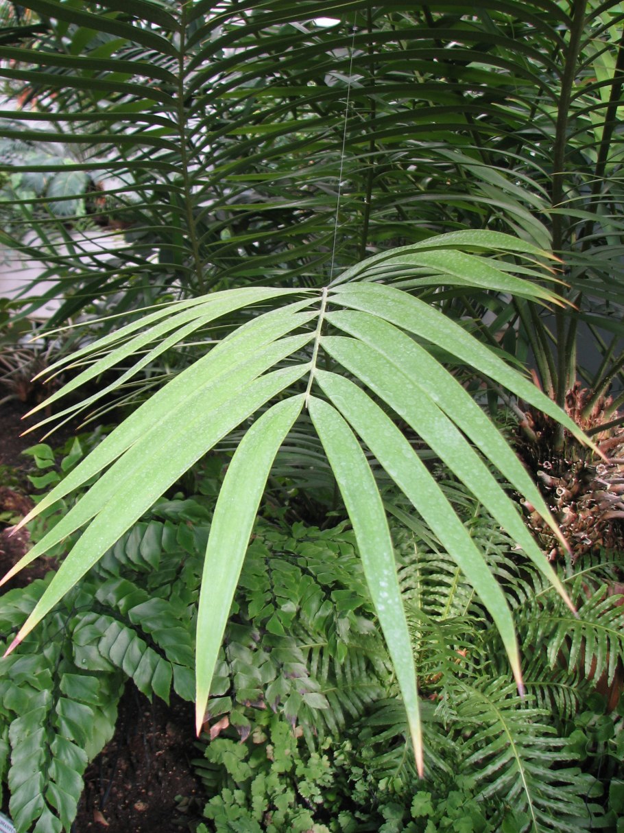 Lepidozamia peroffskyana