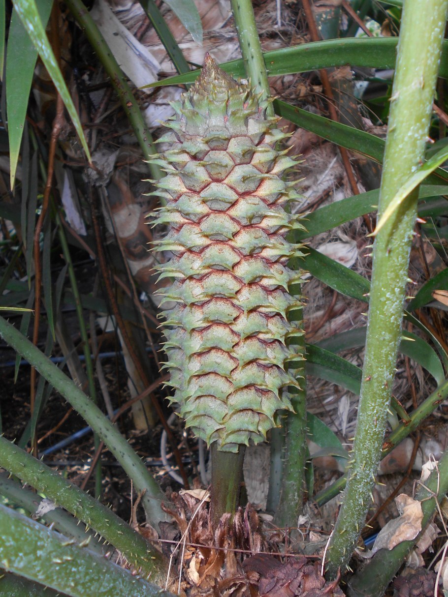 Ceratozamia mexicana Brongn.