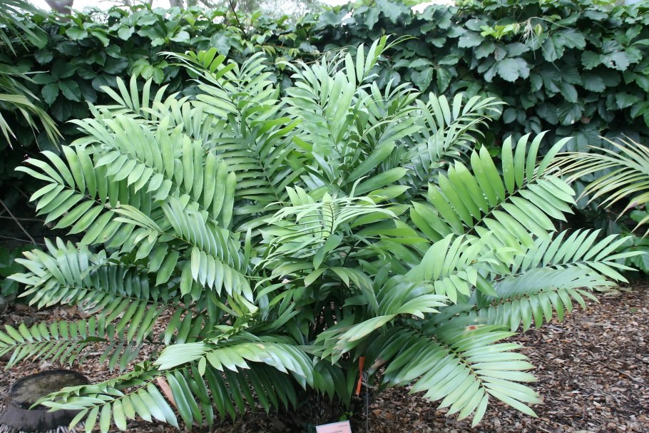 Ceratozamia kuesteriana