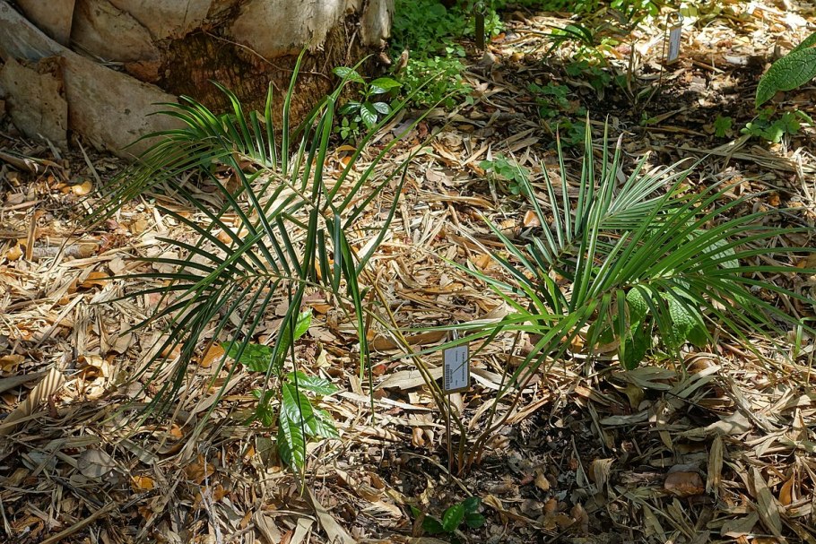 Саговник Замия