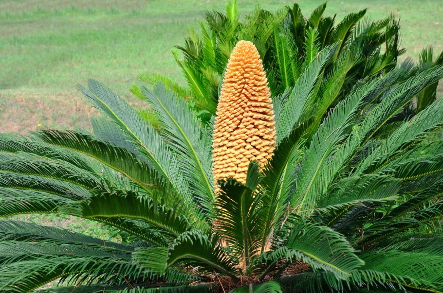 Cycas revoluta