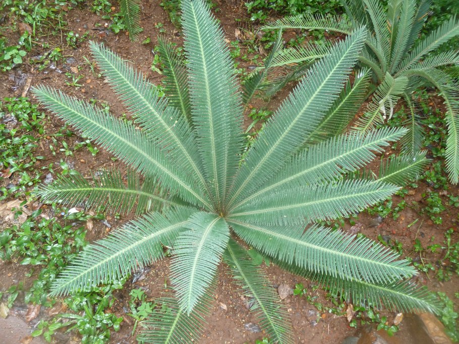 Саговниковые поникающий