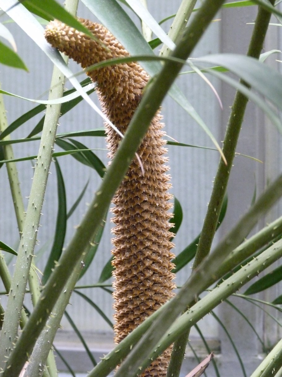 Ботанический сад Йошкар Ола оранжерея