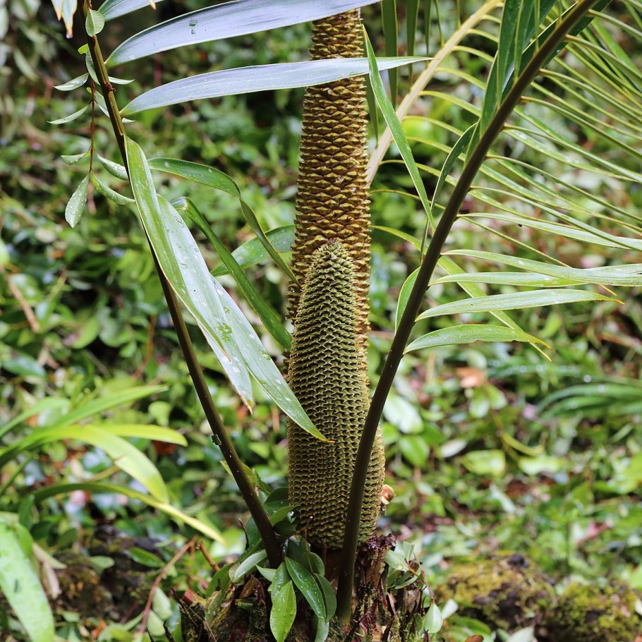 Диоон колючий