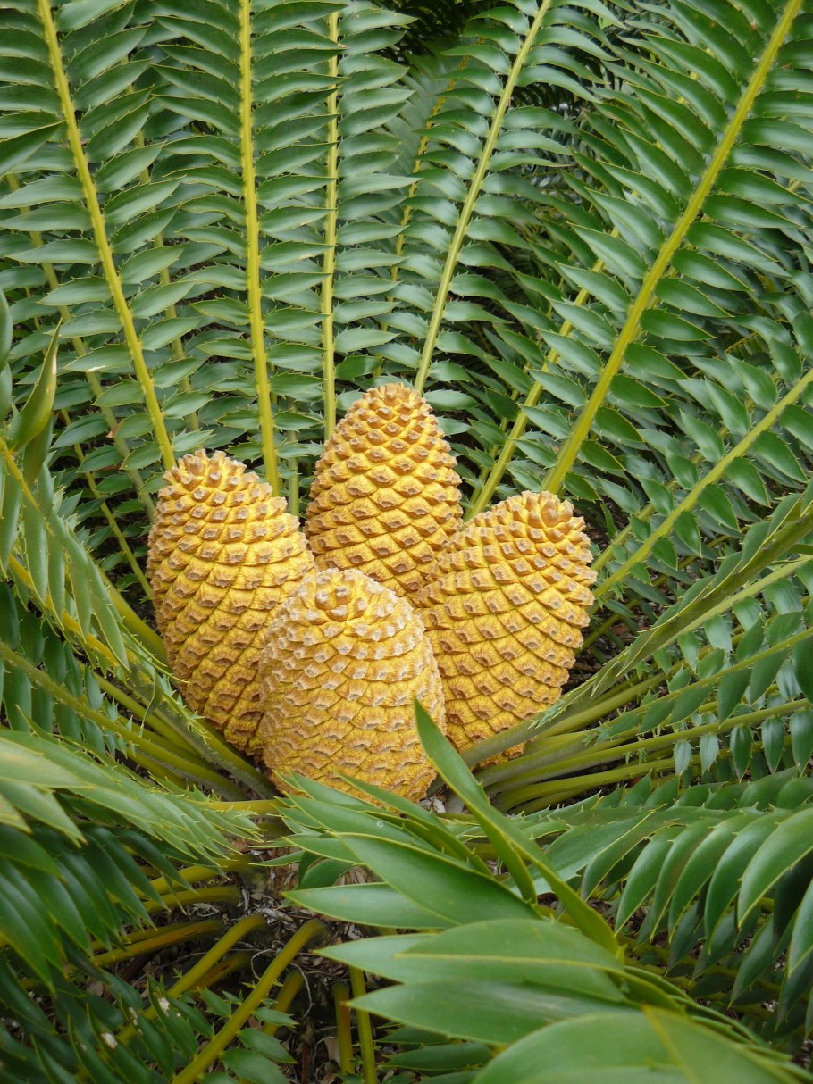 Саговник саговая Пальма