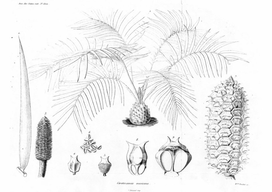 Ceratozamia mexicana Brongn.