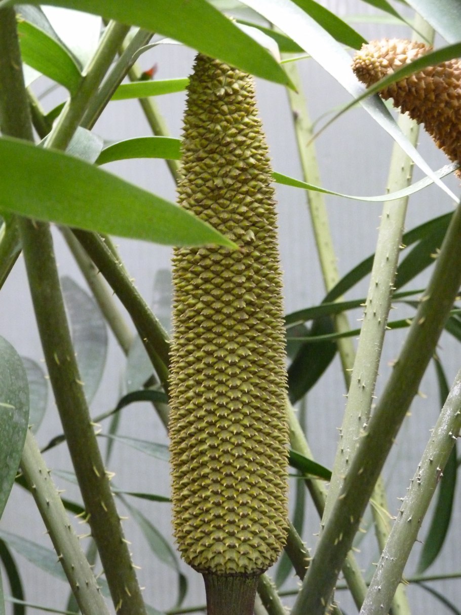 Цератозамия Мексиканская