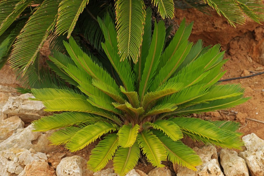 Саговник цикас