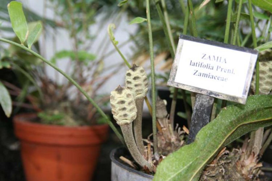 Саговник Цикас