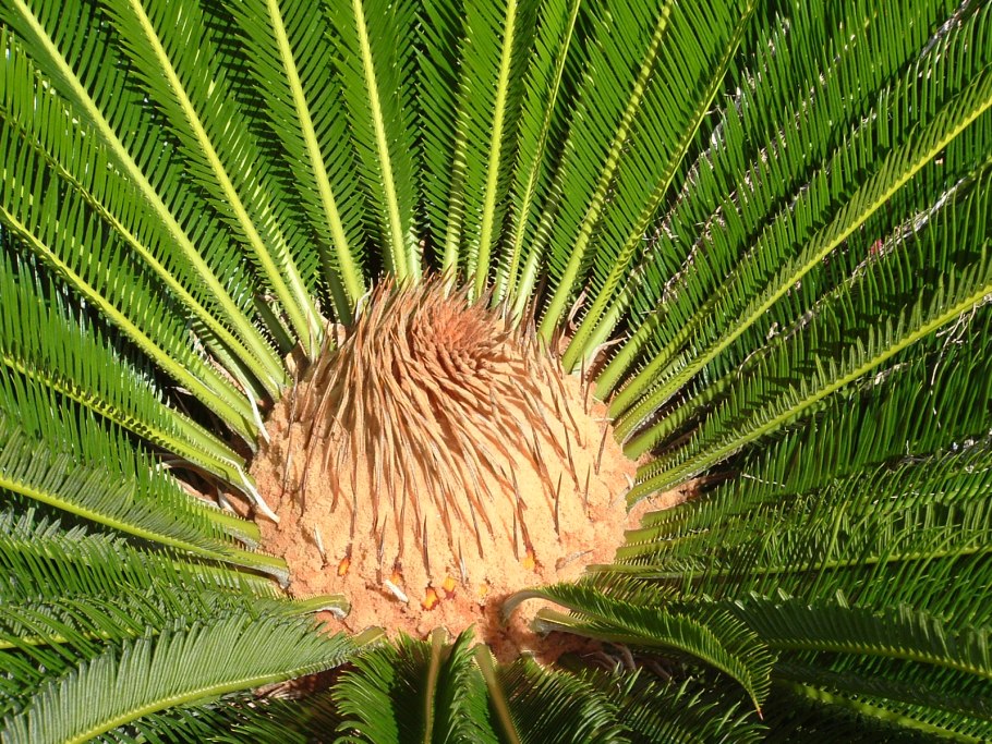 Саговник поникший Цикас