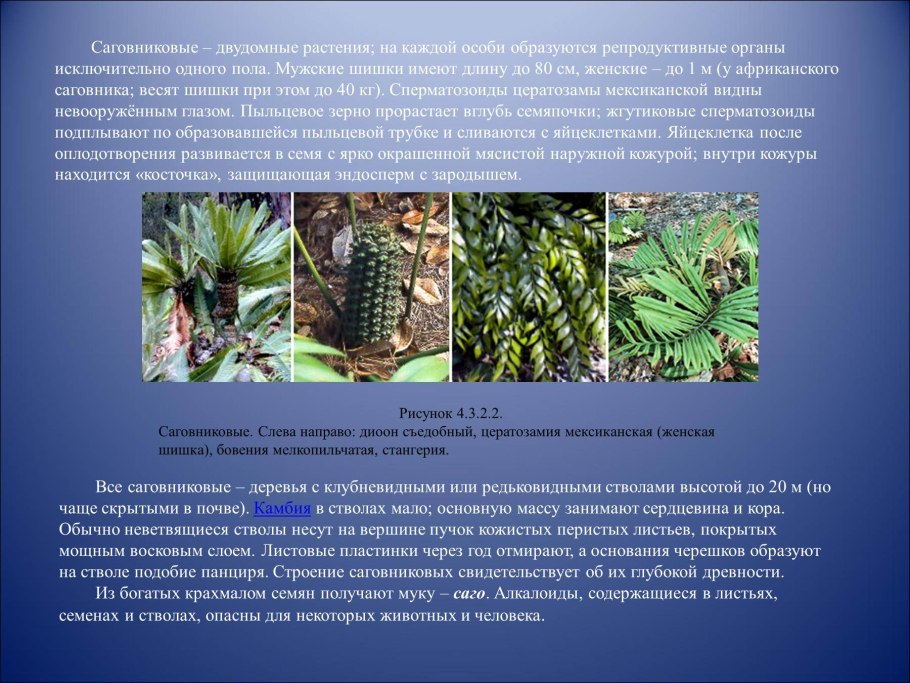 Саговник Цикас революта