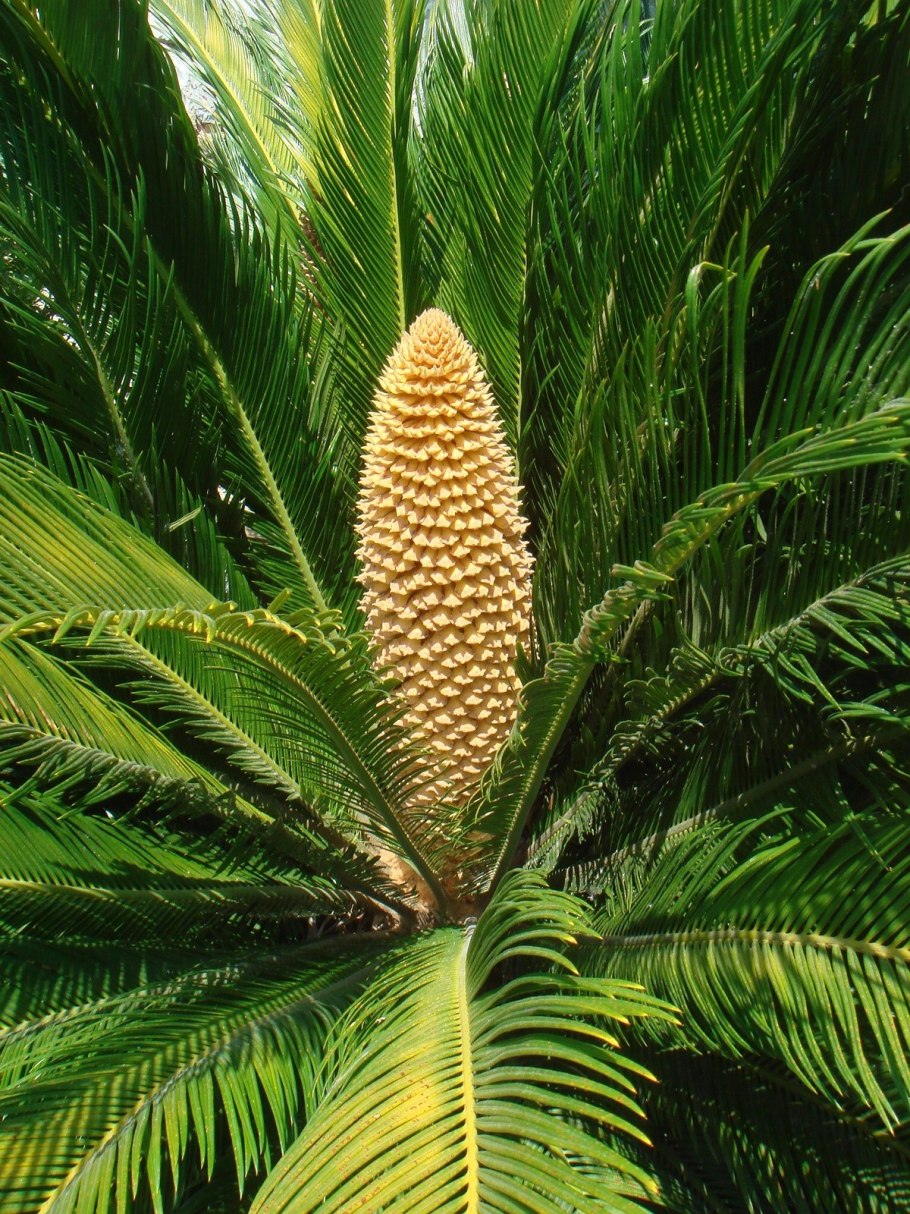 Саговник и макрозамия