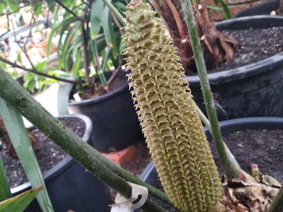 Цератозамия дома