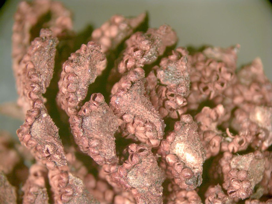 Саговниковые папоротники