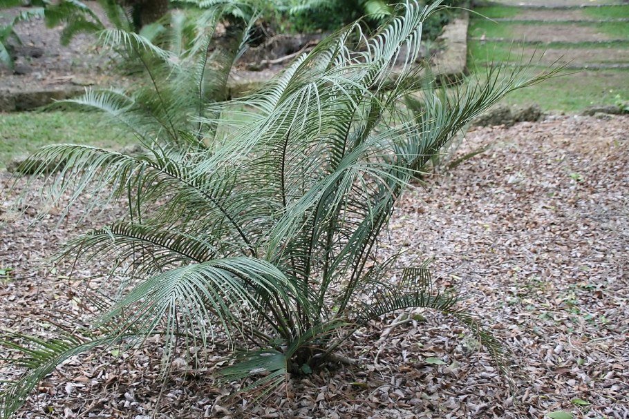 Ceratozamia mexicana микростробил