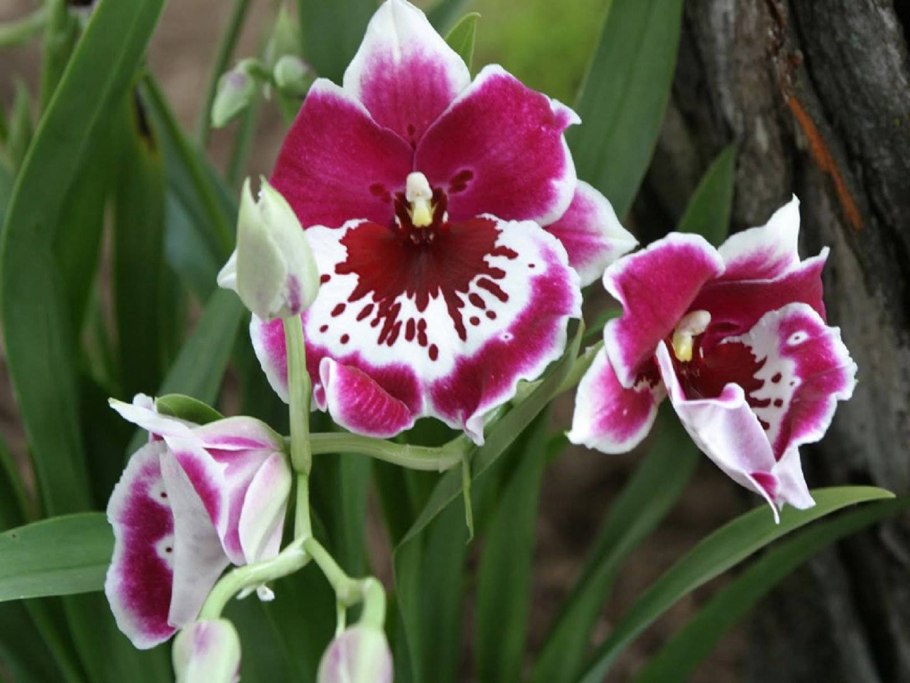 Мильтония (Miltonia)