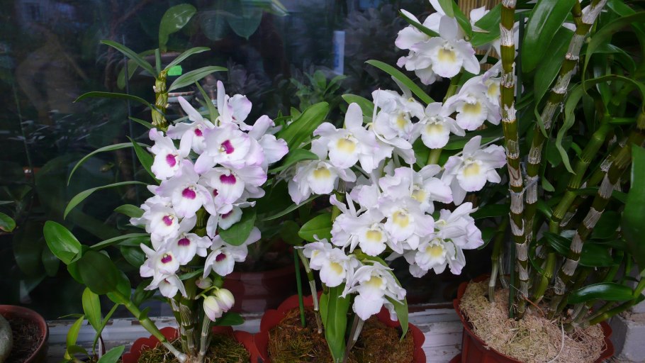 Дендробиум Нобиле