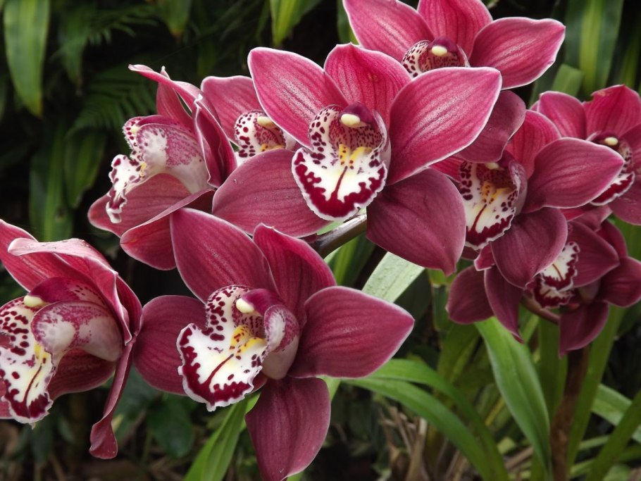 Цимбидиум (Cymbidium)