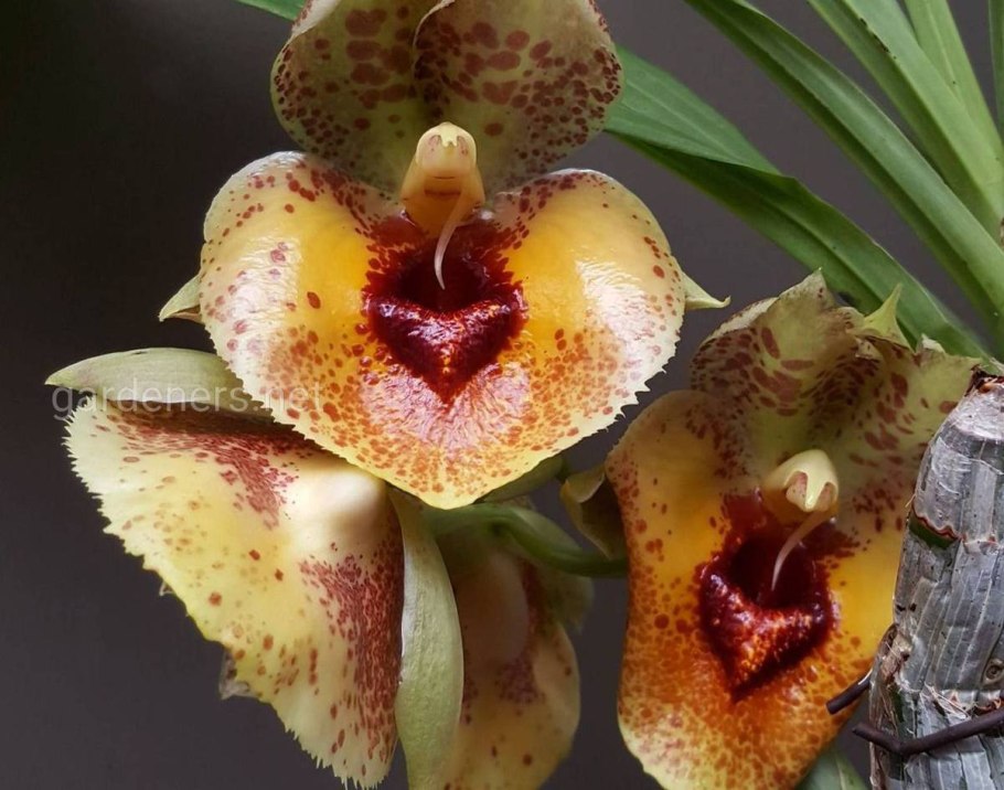 Catasetum orchidglade