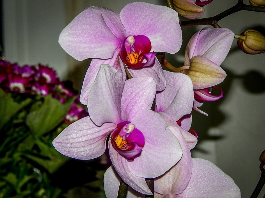 Орхидея дегдробиум набухла