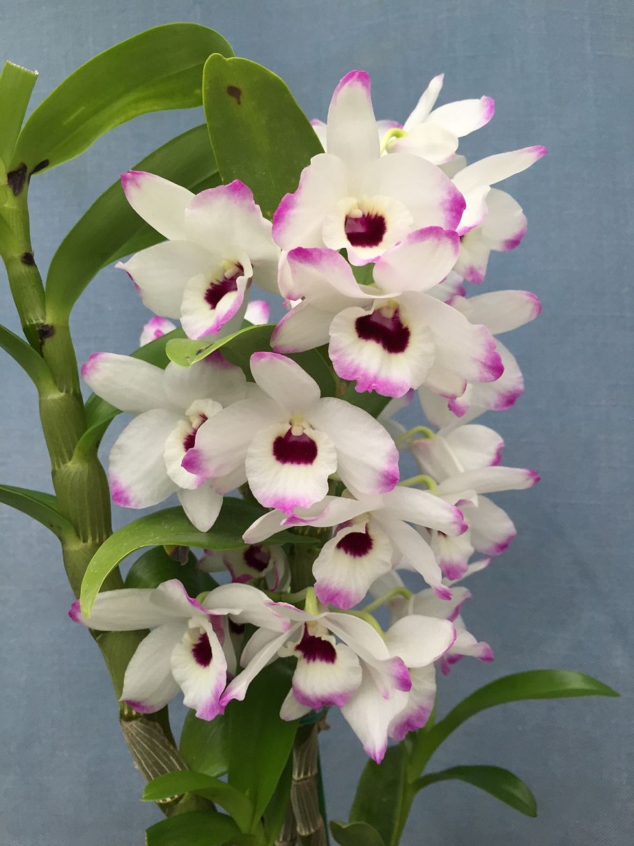 Орхидеи дендробиум