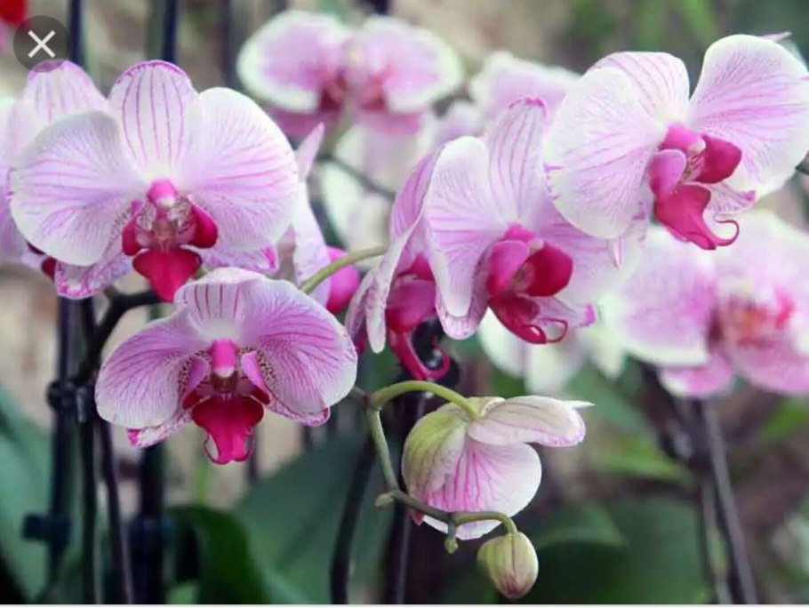 Фаленопсис вондерфул