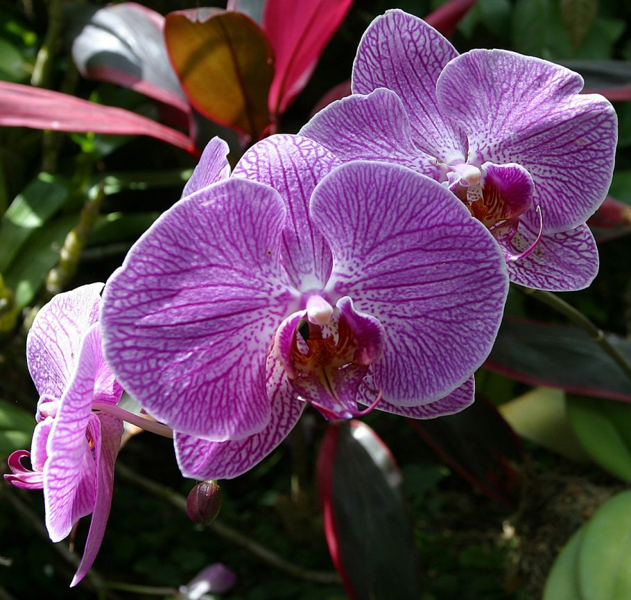 Цветок Цимбидиум