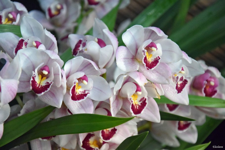 Королевская Орхидея Ванда