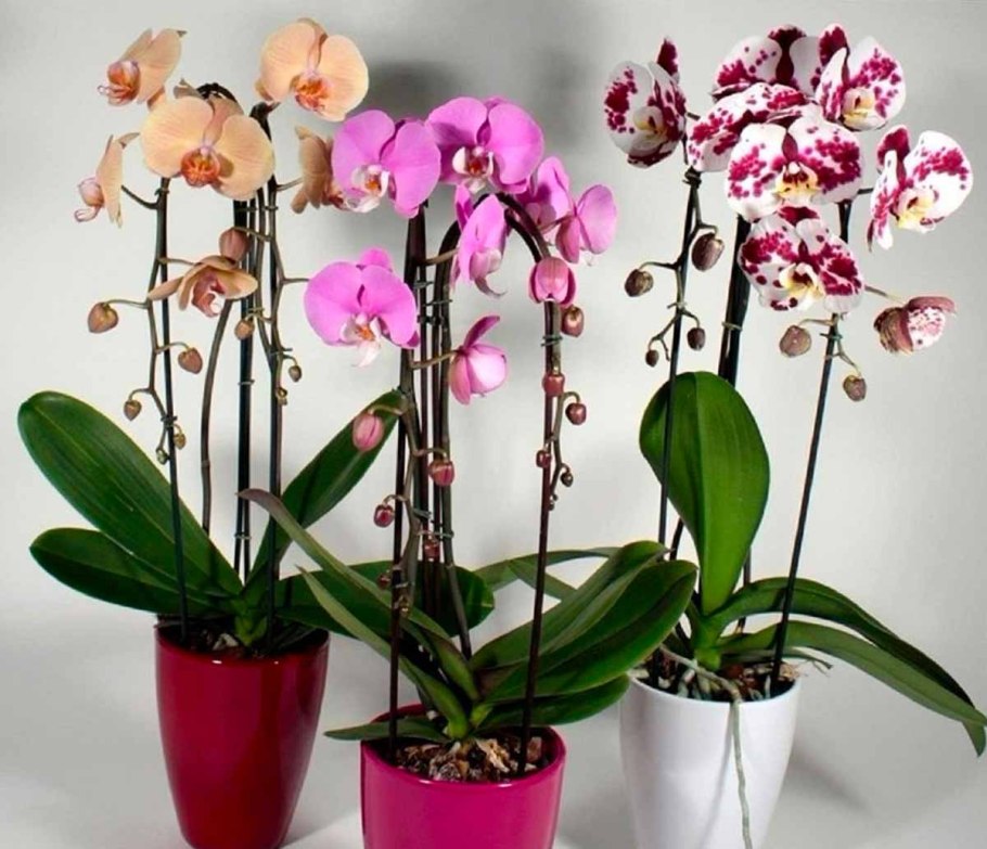 Орхидея Phalaenopsis