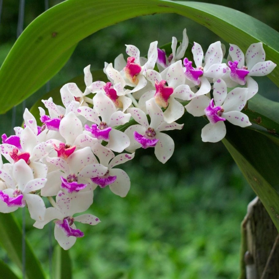 Орхидея Дракула симиа