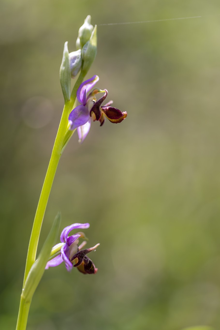 Кулон Офрис